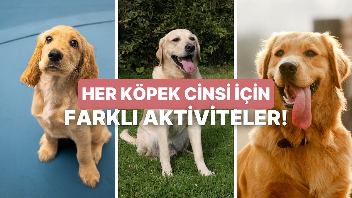 Köpeğinizin Cinsine Göre En Uygun Aktivite Önerilerini Veriyoruz!