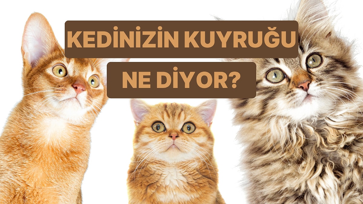 Kedinin Dilini Anlamak İster misin? Kuyruk Hareketlerinin Anlamları