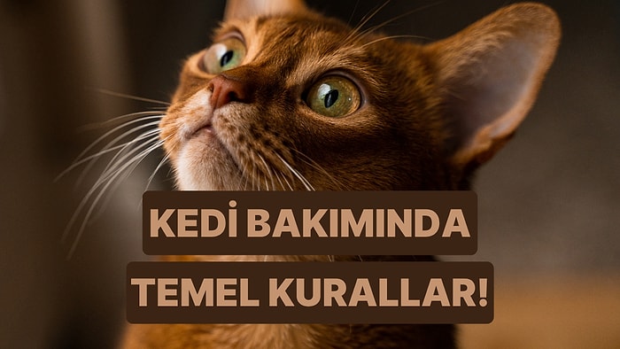 Her Kedi Sahibinin Mutlaka Bilmesi Gereken 12 Önemli Bilgi
