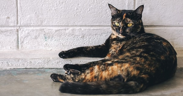 Tortoiseshell Kediler