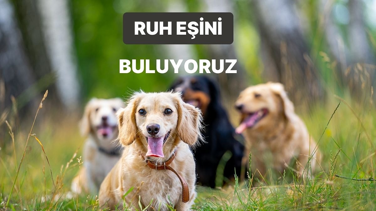 Bize Yaşam Tarzından Bahset, Ruh Eşin Olan Köpek Irkını Söyleyelim!