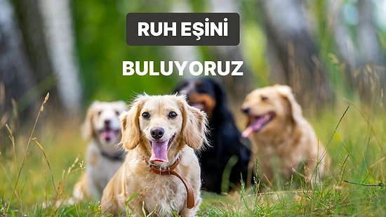 Bize Yaşam Tarzından Bahset, Ruh Eşin Olan Köpek Irkını Söyleyelim!
