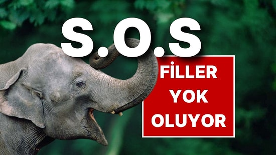 Fillerini Kaybeden Bangladeş Türkiye’den Yardım İstedi