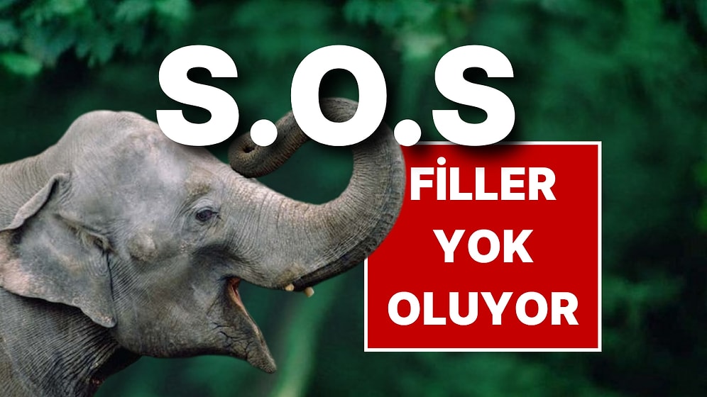 Fillerini Kaybeden Bangladeş Türkiye’den Yardım İstedi