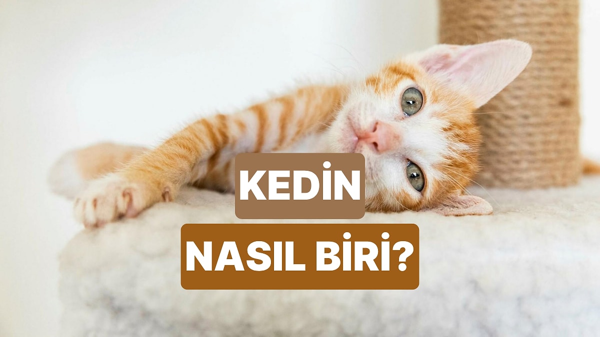 Bize Kedinden Bahset, Onun Karakterini Analiz Edelim!