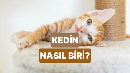 Bize Kedinden Bahset, Onun Karakterini Analiz Edelim!