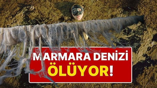 Şahika Ercümen Marmara Denizi'ne Daldı, Müsilaj Felaketi Ortaya Çıktı: "Felaket Boyutunda Bir Durum Var"