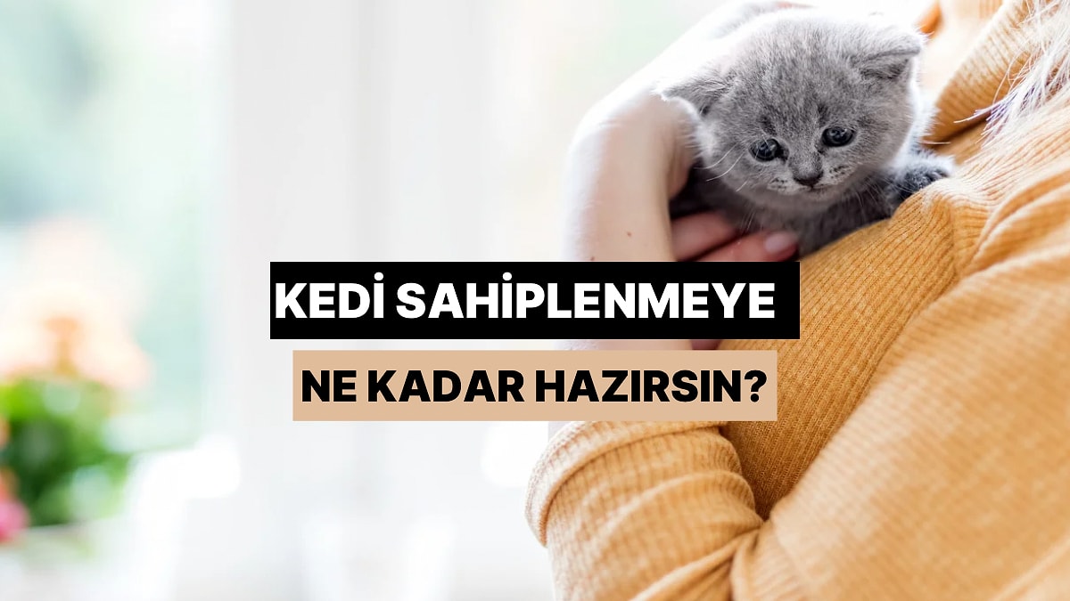 Kedi Sahiplenmeye Ne Kadar Hazırsın?