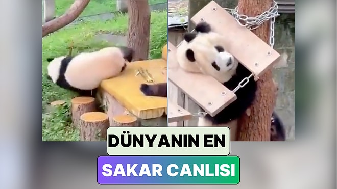 Biz Nesilleri Tükenecek Diye Çözümler Ararken Kendilerini Perişan Eden Pandaların Sevimli Anları