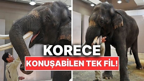 Dünyada Korece Konuşabilen Tek Fil Kosik’in Hayranlık Uyandıran Hikayesi