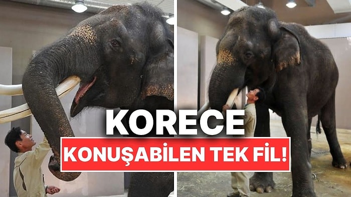 Dünyada Korece Konuşabilen Tek Fil Kosik’in Hayranlık Uyandıran Hikayesi