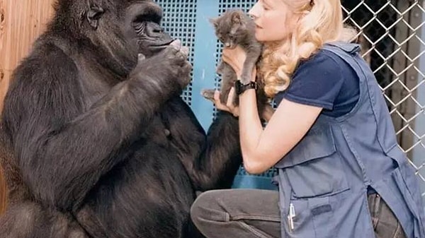Hans olayından sonra araştırmacılar, primatlar, kuşlar, yunuslar ve köpekler gibi farklı türlerde hayvanların insan dilini anlayıp anlayamadığını araştırmaya başladılar.
