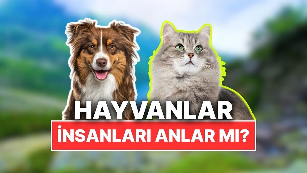 Hayvanlar Gerçekten Konuşmamızı Anlayacak Kadar Zeki mi?