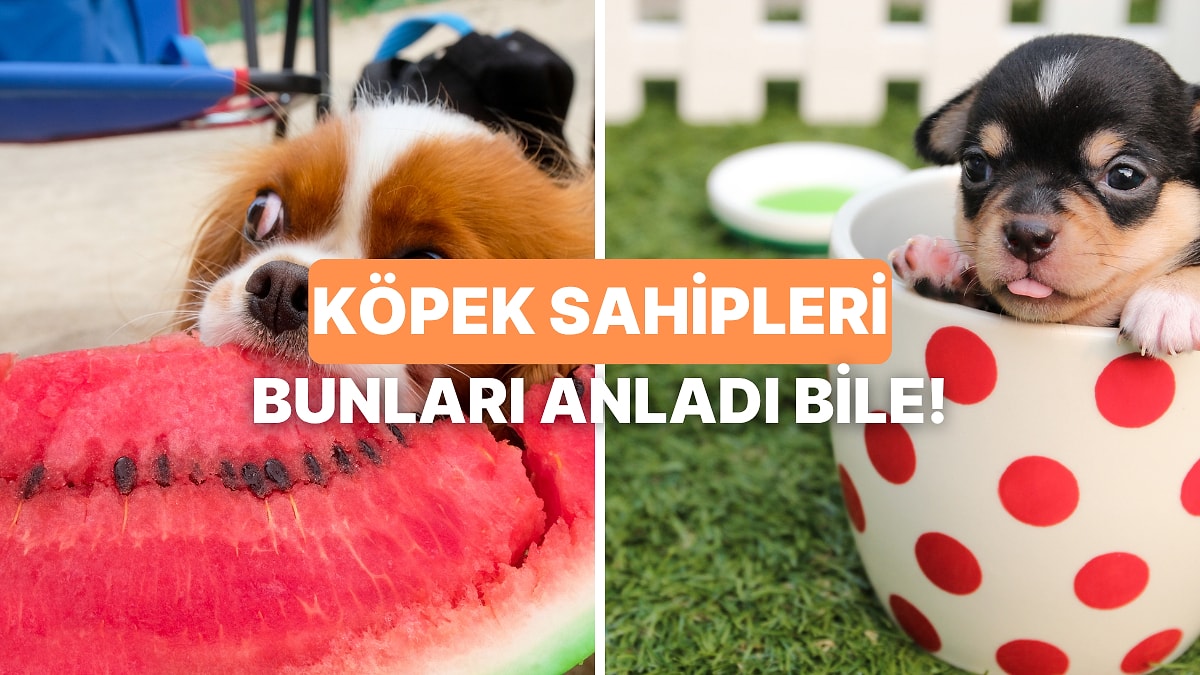 Sadece Şapşal Bir Köpekle Yaşayanların Anlayabileceği Şeyler