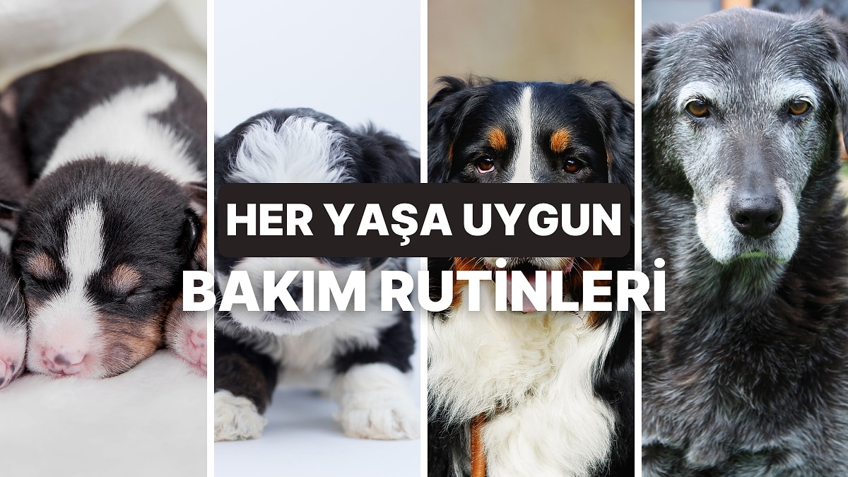 Köpeklerin Yaşına Göre İhtiyaç Duyduğu Bakım Rutinleri