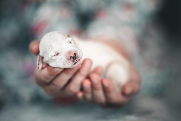 0-6 ay aralığındaki köpeklerin bakımı oldukça hassas.