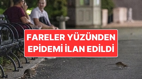 Bosna-Hersek’te Fare Krizi: Saraybosna’da “Epidemi” İlan Edildi