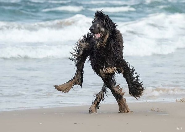7. Şu köpeği sahilde gördüğünüzü hayal etsenize bi'...
