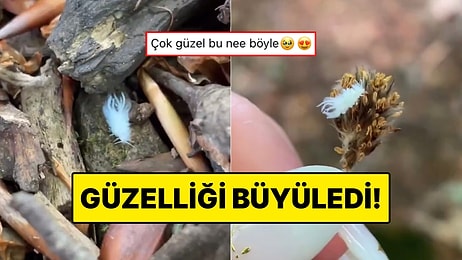 Beyaz Tüylü Bir Böcek Gören Kadın O Anları Ölümsüzleştirdi: Böceğin Güzelliği Mest Etti