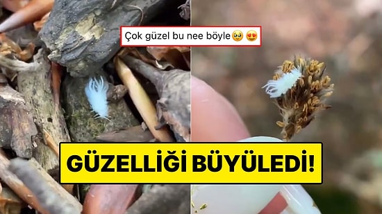 Beyaz Tüylü Bir Böcek Gören Kadın O Anları Ölümsüzleştirdi: Böceğin Güzelliği Mest Etti