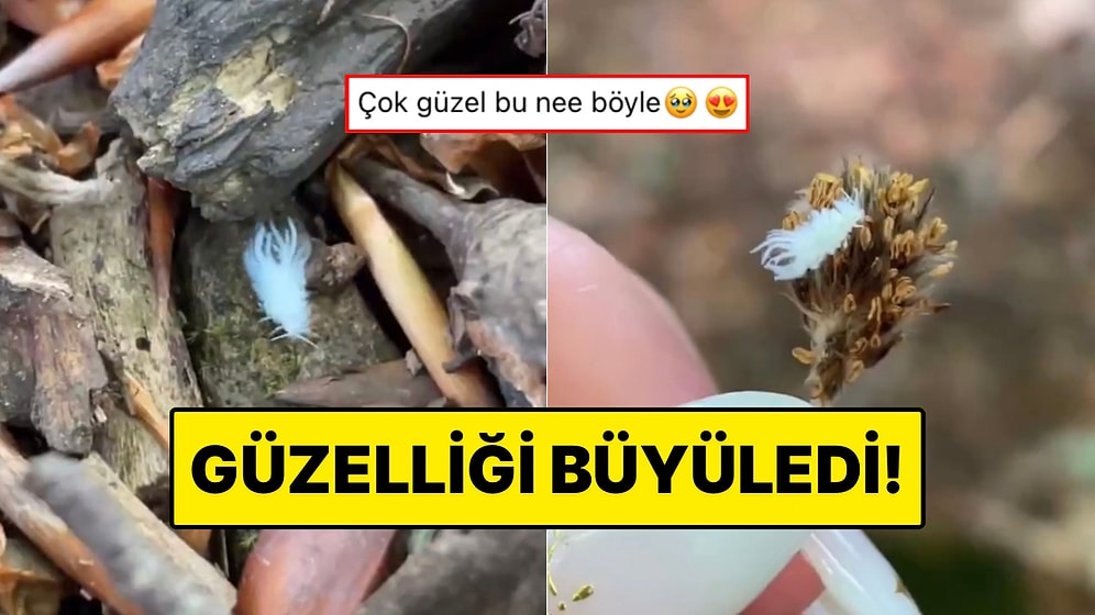 Beyaz Tüylü Bir Böcek Gören Kadın O Anları Ölümsüzleştirdi: Böceğin Güzelliği Mest Etti