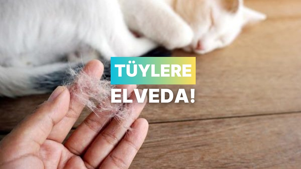 Dökülen Evcil Hayvan Tüylerini Temizlemek İçin 10 Etkili Yöntem