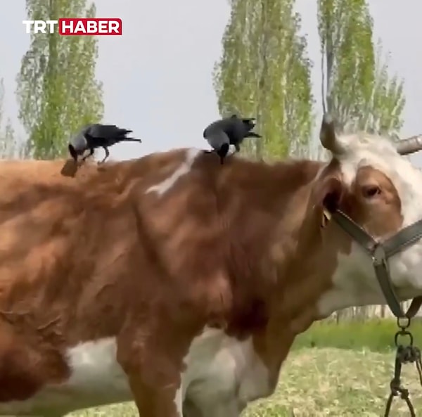 Kargalar yuva yapmak içinse bir evin bacasını seçmişlerdi.