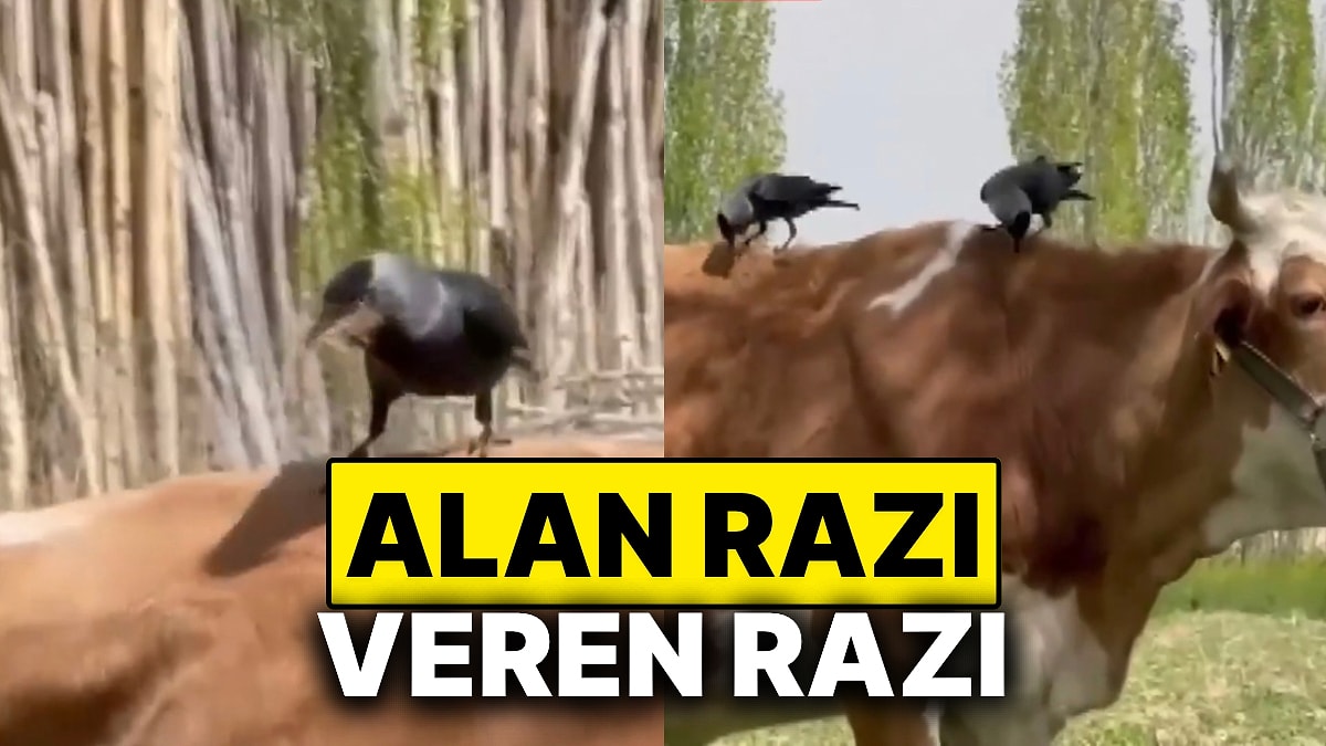 İnekten Kopardıkları Tüylerle Kendilerine Yuva Yapan Kargaların O Anları