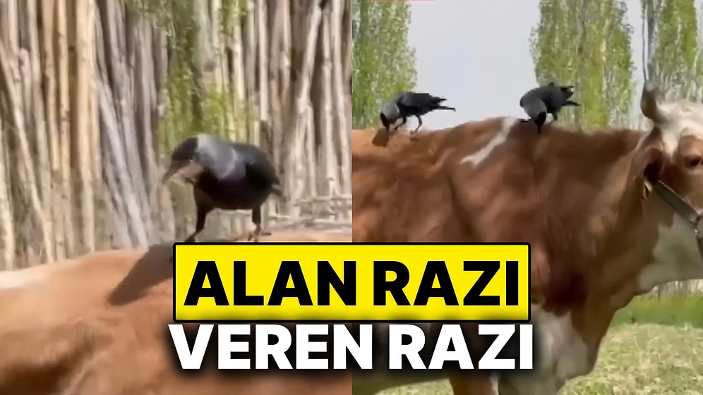 İnekten Kopardıkları Tüylerle Kendilerine Yuva Yapan Kargaların O Anları
