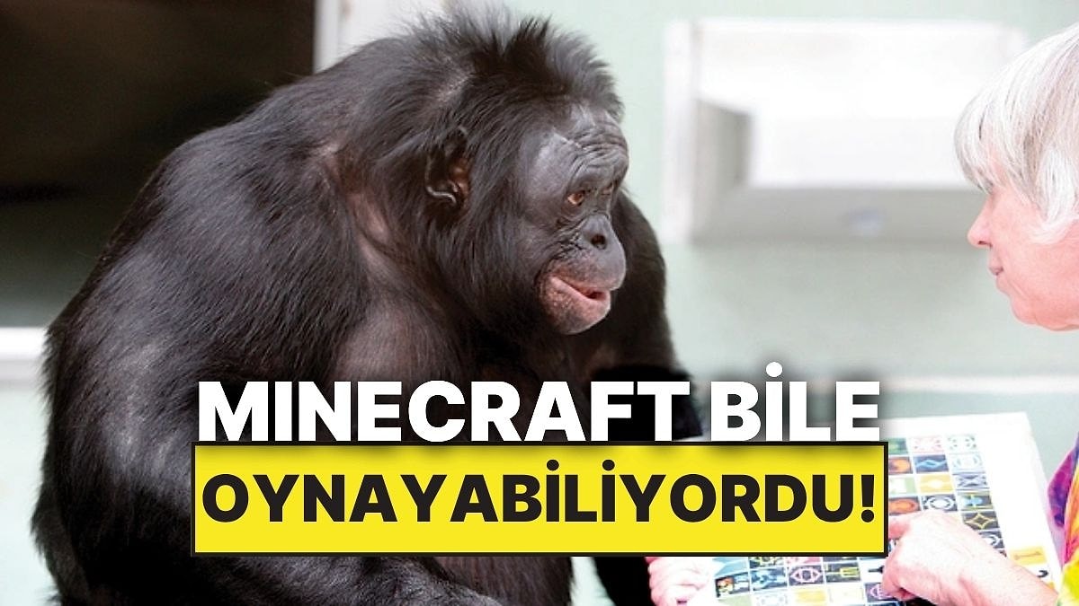 Minecraft Oynayabilen, Şaka Yapabilen ve İnsan Dilini Anlayan Maymun: Kanzi