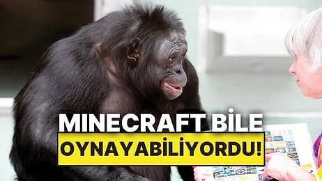 Minecraft Oynayabilen, Şaka Yapabilen ve İnsan Dilini Anlayan Maymun: Kanzi