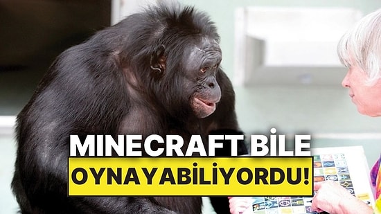 Minecraft Oynayabilen, Şaka Yapabilen ve İnsan Dilini Anlayan Maymun: Kanzi