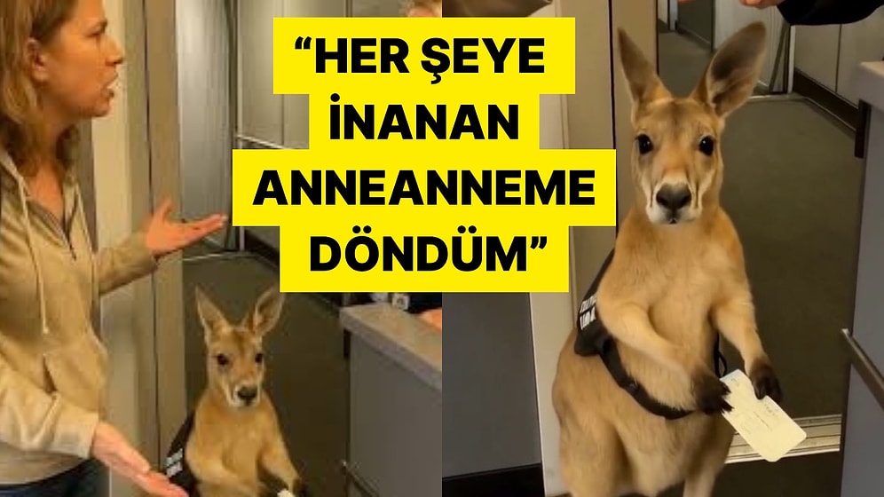 Uçağa Alınmayan Kanguru Videosunu Gerçek Sanarak Kendini Facebook Teyzesi Gibi Hissedenler