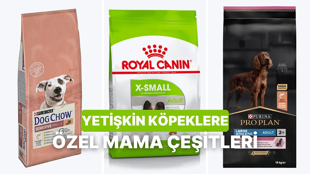 Köpeğiniz İçin Doğru Yetişkin Maması Hangisi? Detayları Burada!