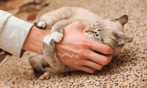 Elbette her ısırık masum değil.