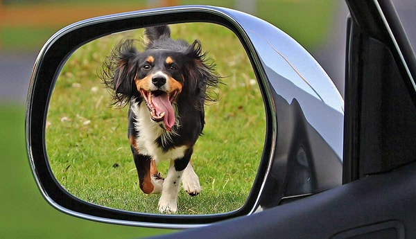 Bazı köpekler için araba kovalamak sadece eğlenceli bir oyun. Görseli