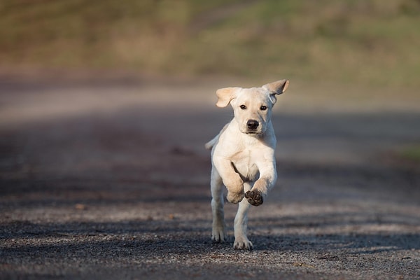 Özellikle aktif ve çalışkan köpek ırkları, yeterli fiziksel ve zihinsel uyarı almadığında problem davranışlar geliştirebilir.