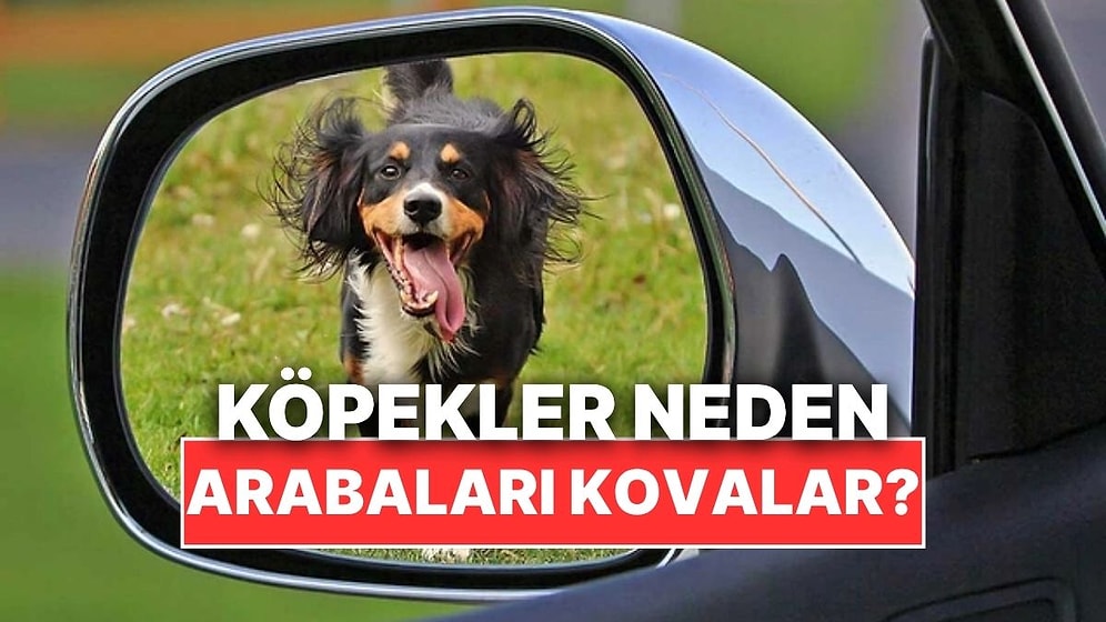 Köpekler Neden Hareket Halindeki Arabalara Havlayıp Onları Kovalar?