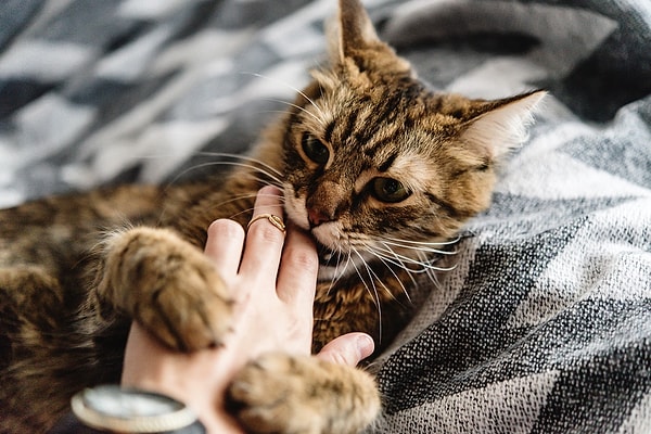Bazı ısırıklar ise tamamen şefkatten kaynaklanır.