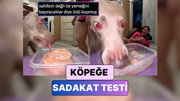 Köpekler, duygusal kapasiteleri ve hassas koku alma yetenekleri ile bilinirler. Görseli