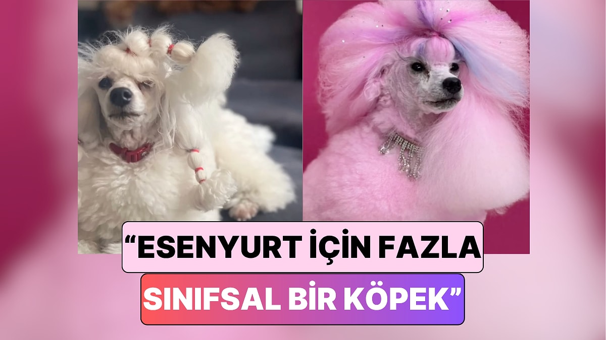 Yürüyen Pamuk Şeker: Türkiye&apos;de Bir Köpek Kuaförü Mia&apos;ya Yaptığı Tasarımı Paylaştı