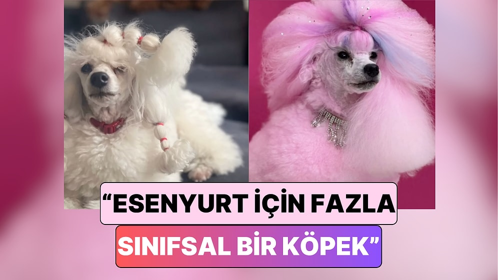 Yürüyen Pamuk Şeker: Türkiye'de Bir Köpek Kuaförü Mia'ya Yaptığı Tasarımı Paylaştı