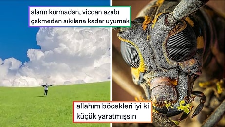 Alarm Kurmadan Uyumanın Verdiği Huzurdan Yorgan Çantasında Taşınan Gergin Kediye Son 24 Saatin Viral Tweetleri