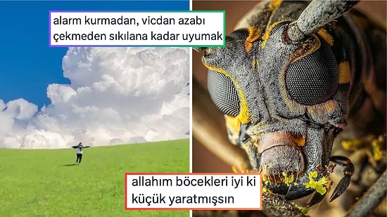 Alarm Kurmadan Uyumanın Verdiği Huzurdan Yorgan Çantasında Taşınan Gergin Kediye Son 24 Saatin Viral Tweetleri