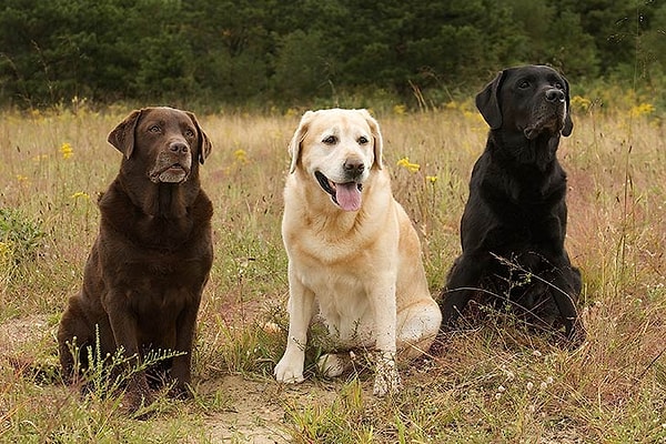 2. Labrador Retriever Görseli