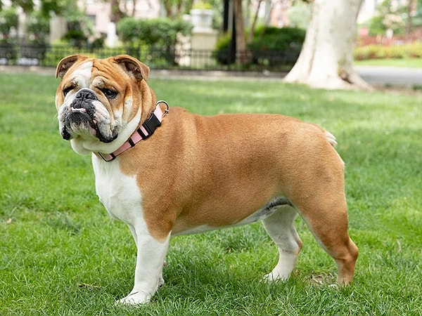 4. Bulldog