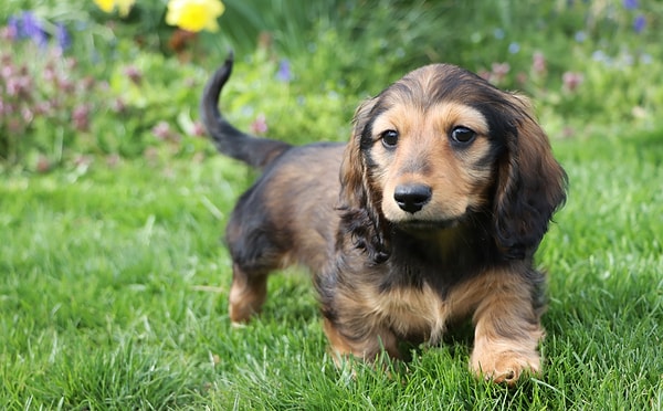 12. Dachshund