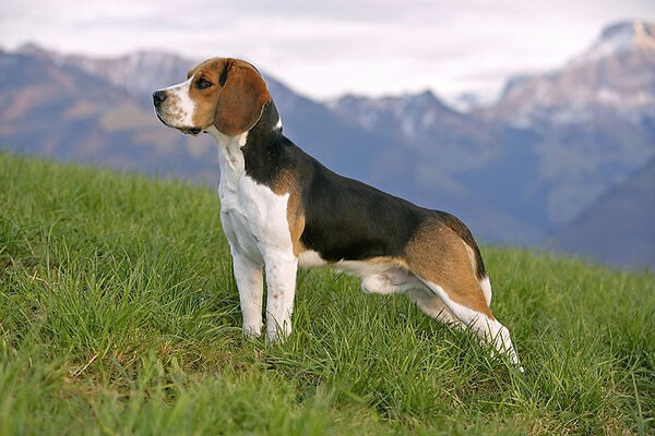 7. Beagle