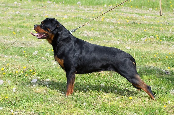 8. Rottweiler