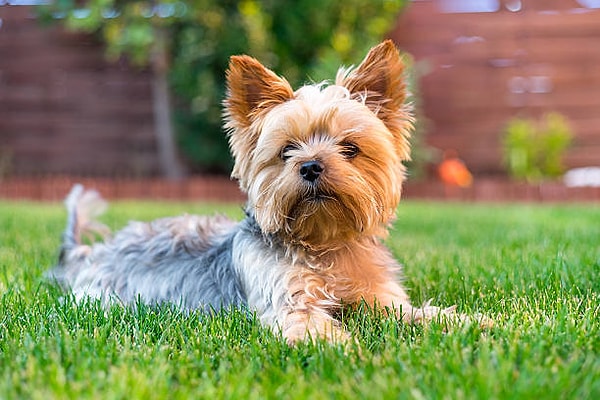 10. Yorkshire Terrier